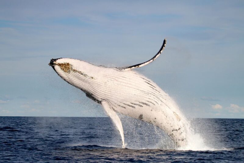 Newcastle: Small Group Humpback Whale Encounter Tour - Customer Feedback