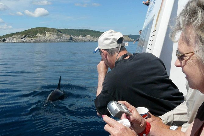 Newfoundland Puffin and Whale Watch Cruise - Itinerary and Highlights