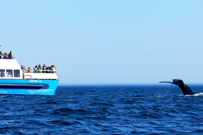 Newfoundland Puffin and Whale Watch Cruise - Amenities and Safety