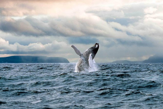 Newfoundland Puffin and Whale Watch Cruise - Additional Information