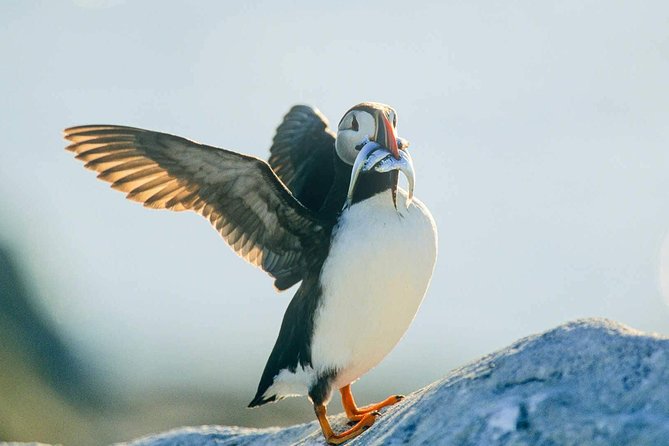 Newfoundland Puffin and Whale Watch Cruise - Wildlife Attractions