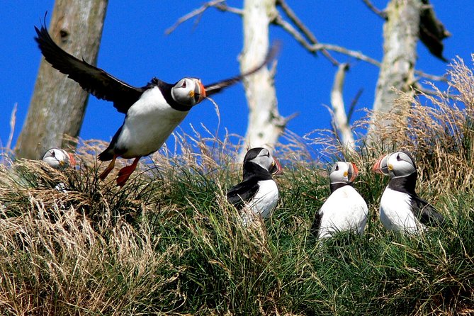 Newfoundland Puffin and Whale Watch Cruise - Departure Location