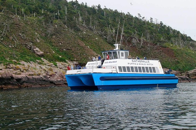 Newfoundland Puffin and Whale Watch Cruise - Booking and Pricing