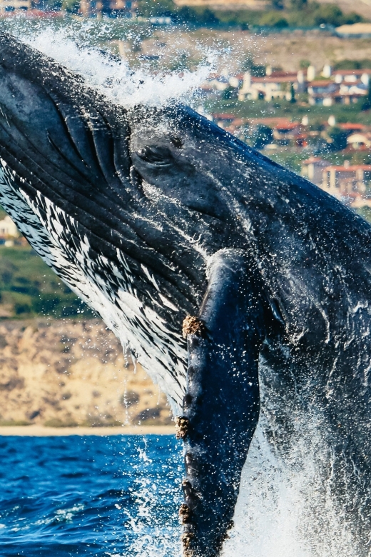 Newport Beach: 2-Hour Whale Watching Tour - Key Points