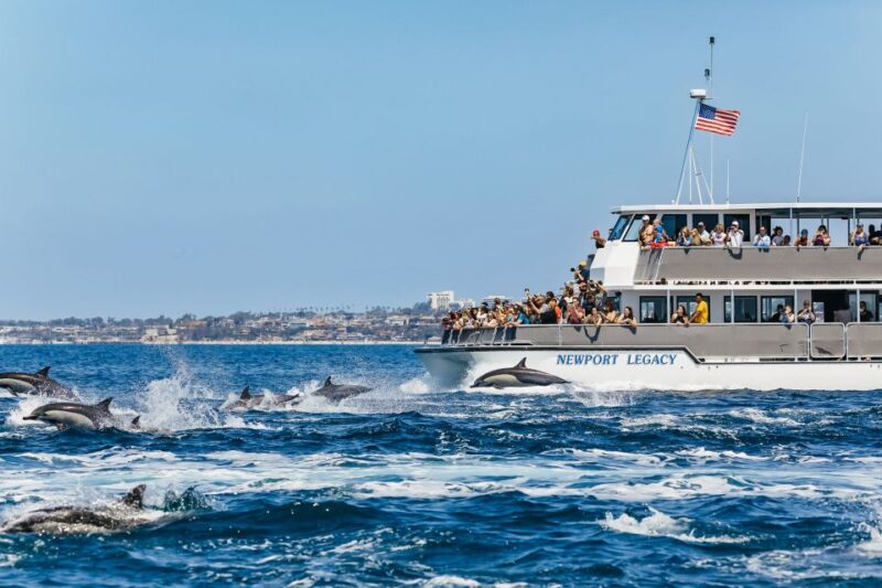 Newport Beach: 2-Hour Whale Watching Tour - Wildlife and Experience Highlights