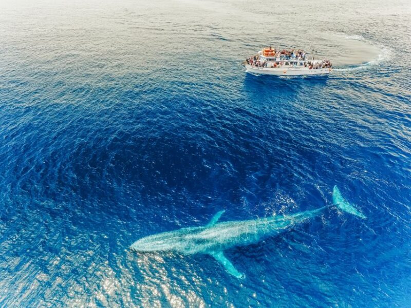 Newport Beach: 2-Hour Whale Watching Tour - Onboard Amenities