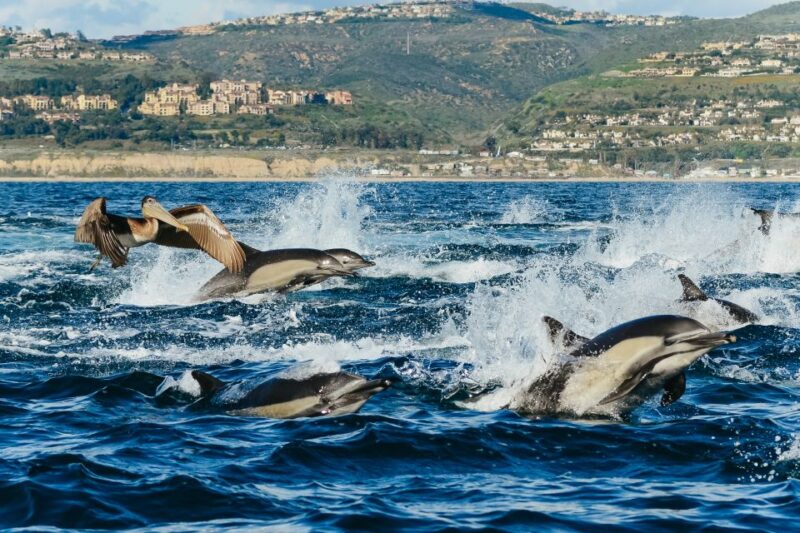 Newport Beach: 2-Hour Whale Watching Tour - Customer Reviews and Ratings
