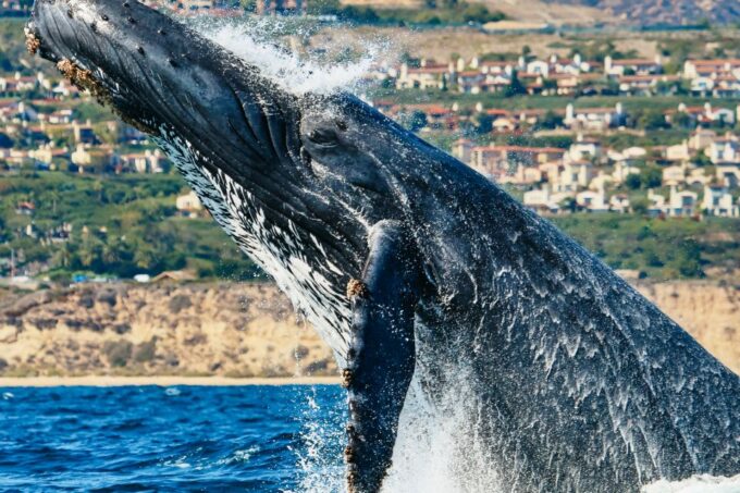 Newport Beach: 2-Hour Whale Watching Tour - Safety and Sustainability