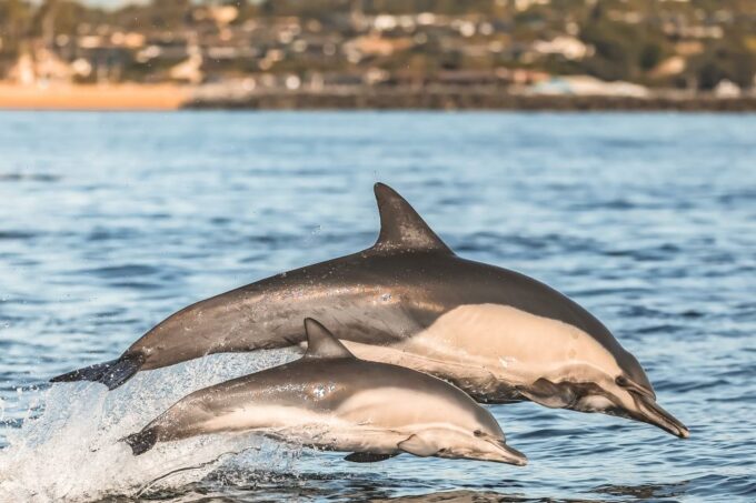 Newport Beach: 2-Hour Whale Watching Tour - Additional Tour Information