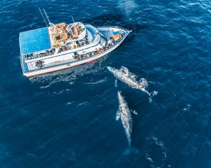 Newport Beach: 2-Hour Whale Watching Tour - Frequently Asked Questions