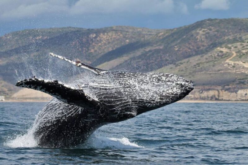 Newport Beach: Luxury Whale Watching Catamaran Cruise - Key Points