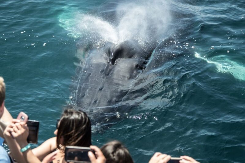 Newport Beach: Luxury Whale Watching Catamaran Cruise - Inclusions