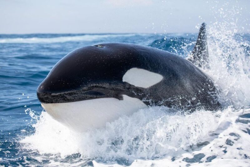 Newport Beach: Luxury Whale Watching Catamaran Cruise - Departure and Duration