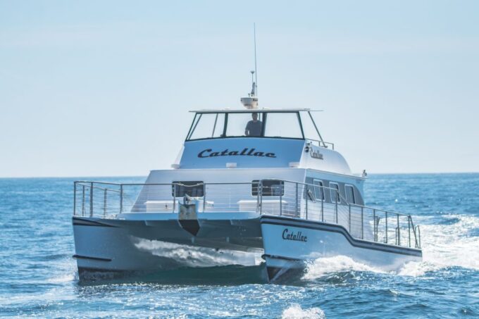 Newport Beach: Luxury Whale Watching Catamaran Cruise - Whale Watching Highlights