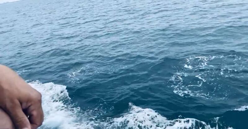 Newport Beach Private Tour & Whale Watching Cruise - Key Points