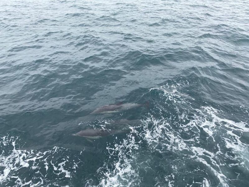 Newport Beach Private Tour & Whale Watching Cruise - Cruise Details