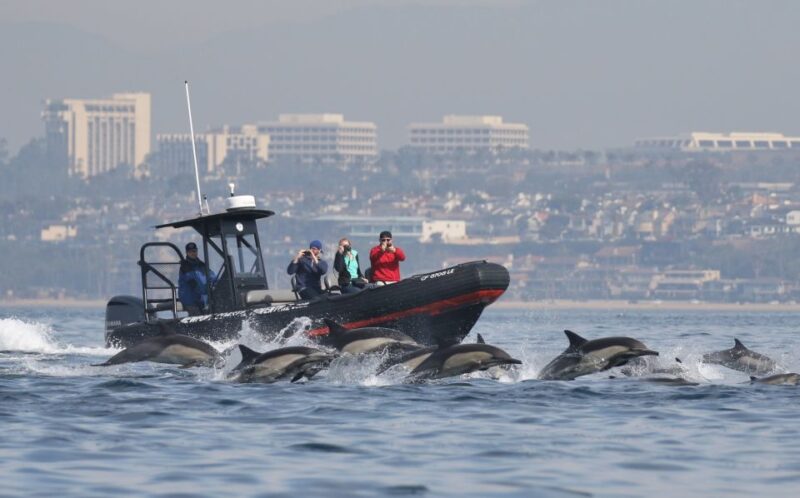 Newport Beach: Ultimate Whale Watching Adventure - Key Points