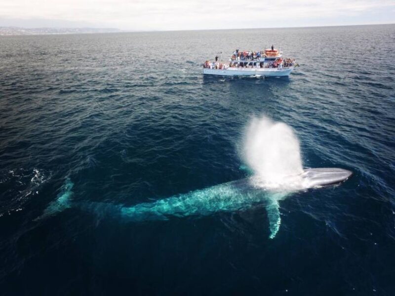 Newport Beach: Whale and Dolphin-Watching Cruise - Marine Life Sightings