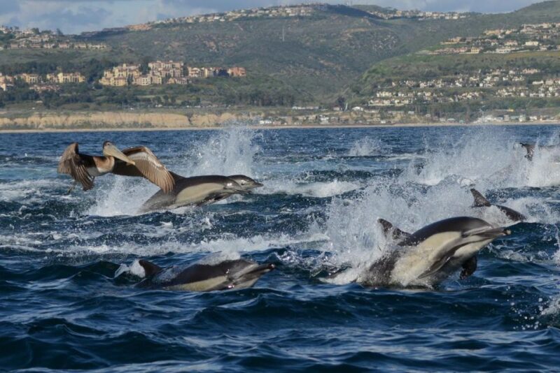 Newport Beach: Whale and Dolphin-Watching Cruise - Scenic Coastal Views
