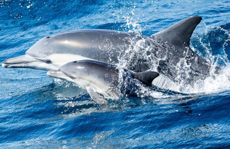 Newport Beach: Whale and Dolphin-Watching Cruise - Ocean Conditions