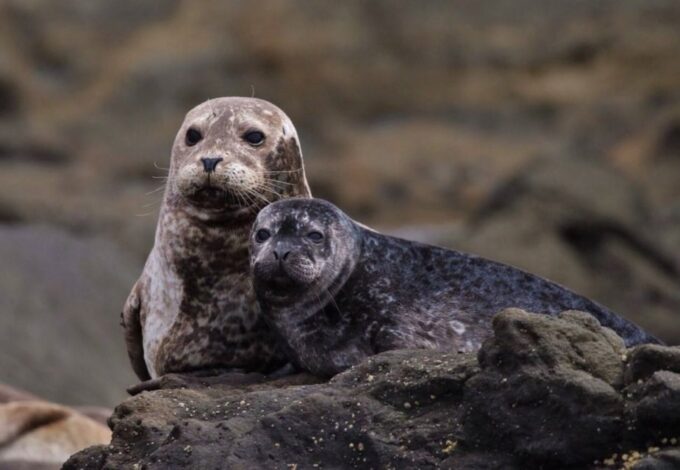 Newport Beach: Whale and Dolphin-Watching Cruise - Included Services