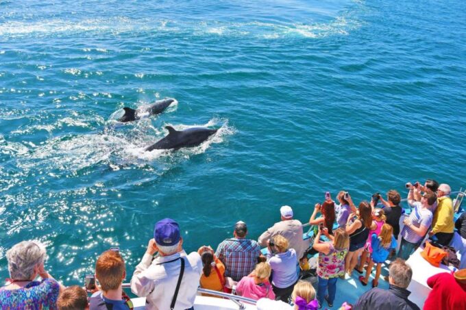 Newport Beach: Whale and Dolphin-Watching Cruise - Customer Feedback