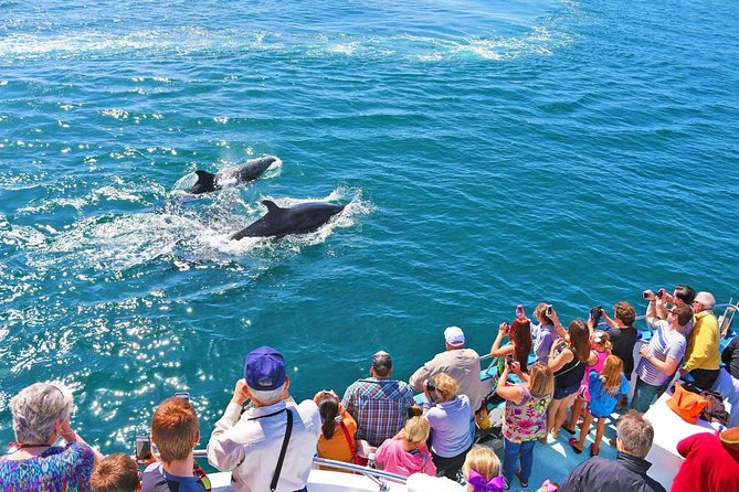 Newport Beach Whale and Dolphin Watching Cruise - Included Amenities