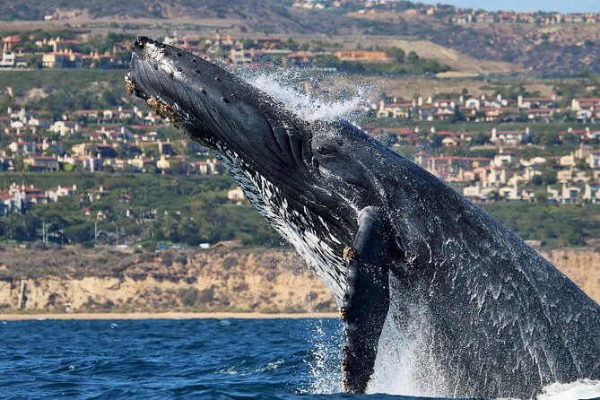 Newport Beach Whale and Dolphin Watching Cruise - Accessibility and Policies