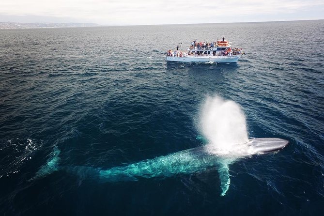 Newport Beach Whale and Dolphin Watching Cruise - Cancellation and Refund Policy