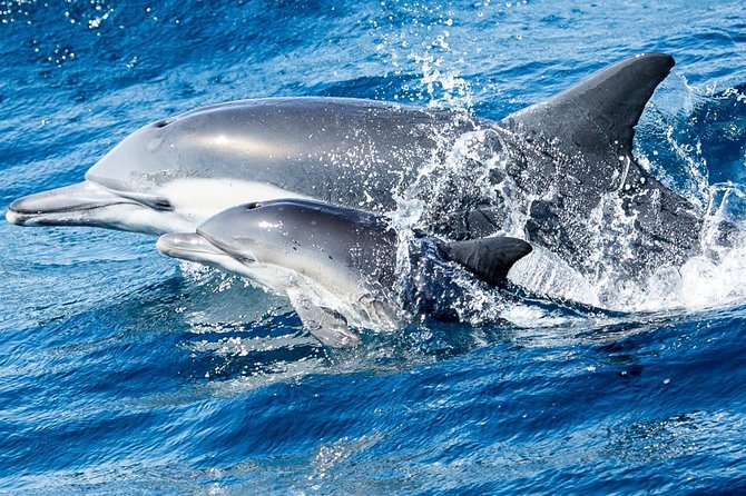 Newport Beach Whale and Dolphin Watching Cruise - Tour Duration and Group Size