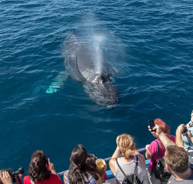 Newport Beach: Year-Round Whale Watching Cruise - Whale Species and Viewing Seasons