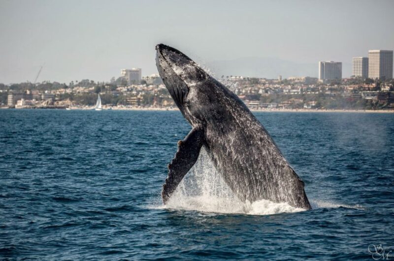 Newport Beach: Year-Round Whale Watching Cruise - Cruise Experience and Amenities