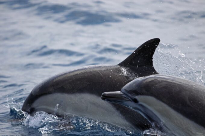 Newport Beach: Year-Round Whale Watching Cruise - Photography Opportunities on the Cruise