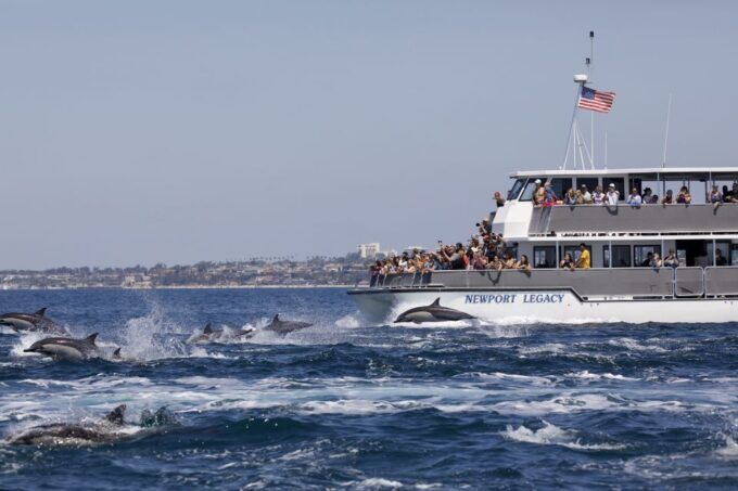 Newport Beach: Year-Round Whale Watching Cruise - Additional Activities in Newport Beach