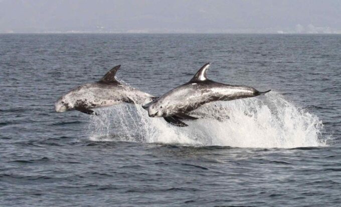Newport Beach: Year-Round Whale Watching Cruise - Frequently Asked Questions