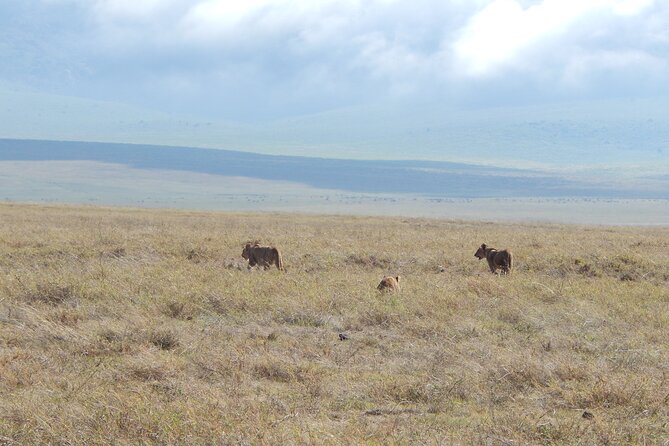 Ngorongoro Adventure Day Tour From Arusha - Warnings and Considerations