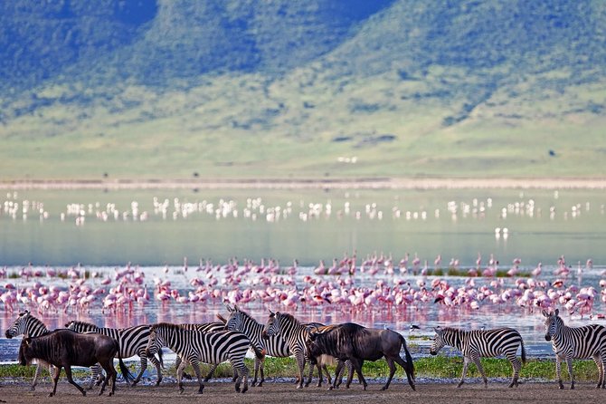Ngorongoro Crater Day Trip - Inclusions and What to Expect