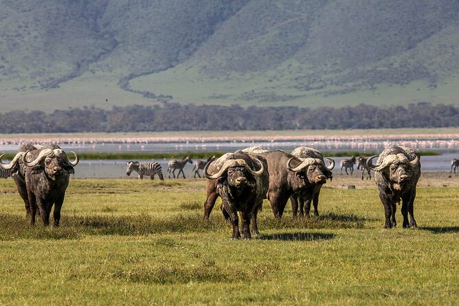 Ngorongoro Crater Day Trip - Review Verification Process