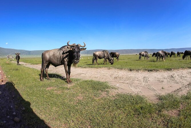 Ngorongoro Crater Day Trip - Tips for a Successful Trip