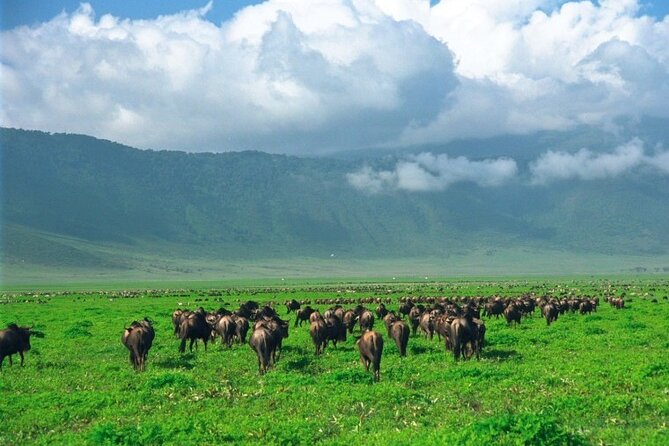 Ngorongoro Crater Day Trip - Wildlife and Scenic Highlights