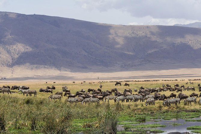 Ngorongoro Crater Day Trip - Highlights of the Crater