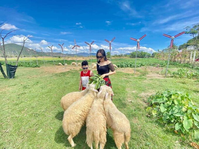 Nha Trang City Tour Hang Rai Coral Reef, Ninh Thuan Vineyard - Experiencing Suoi Tien Sheep Field