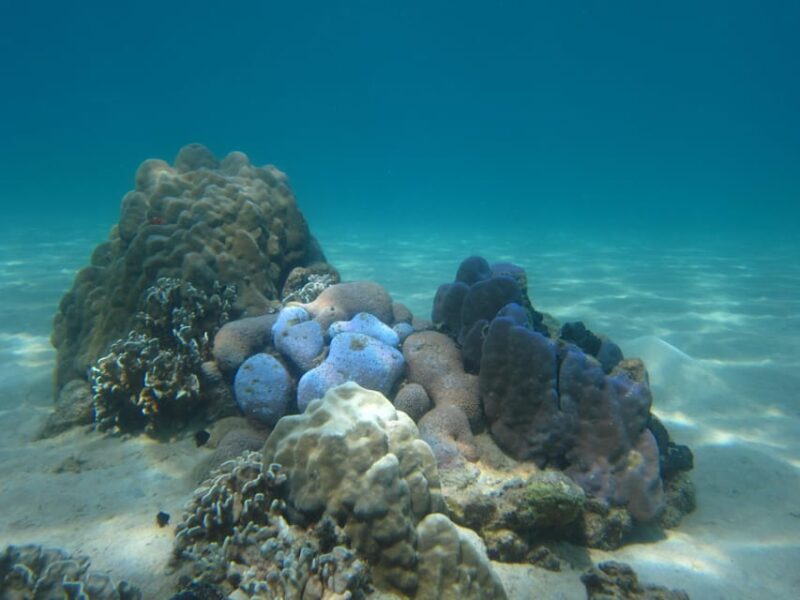 Nha Trang: Diving off Mun Island. - Dive Site Highlights