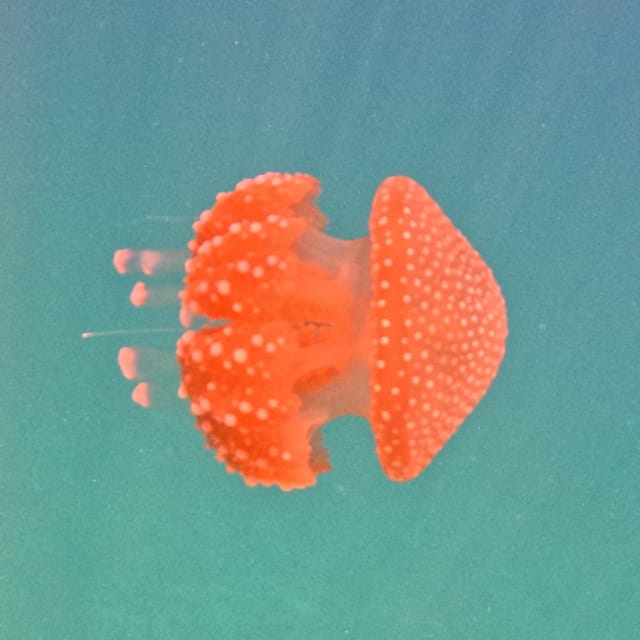 Nha Trang: Diving off Mun Island. - Reservation Policies