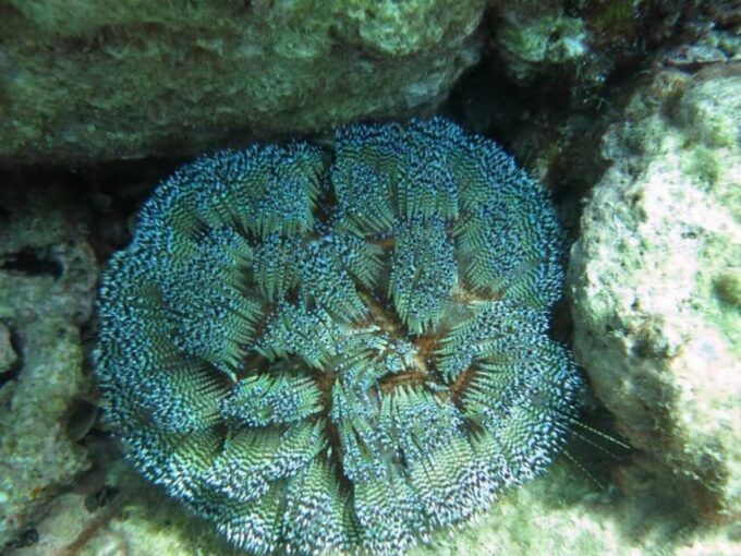 Nha Trang: Experience Snorkeling at Mun Island & Marine Park - Not Suitable for