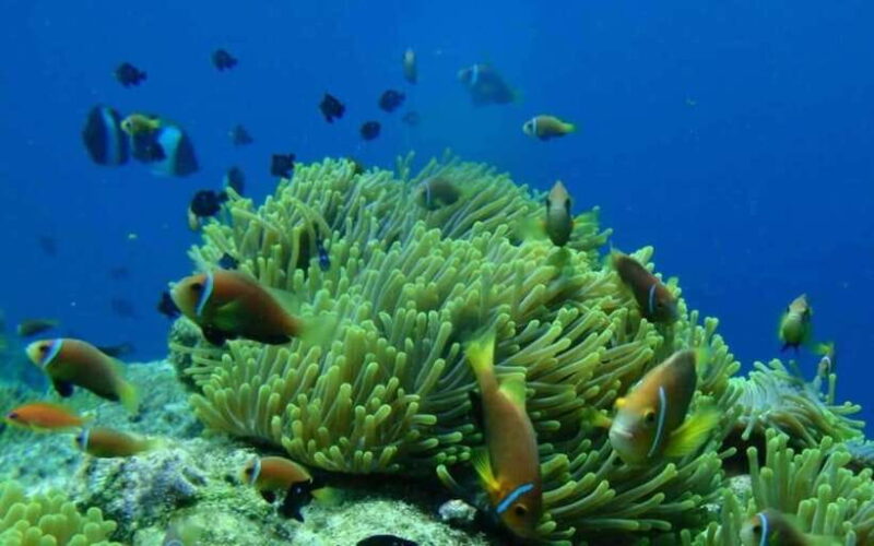 Nha Trang: Fantastic Tour W Snorkeling & BBQ at Mini Beach - Important Information