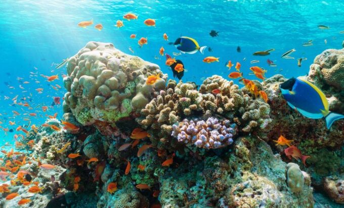 Nha Trang Half Day Snorkeling Trip - Pickup Location