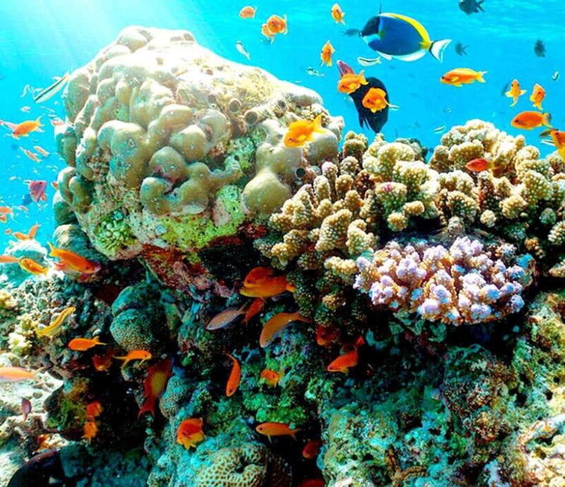 Nha Trang: Scuba Diving and Eco-Tourism Island Day Trip - Inclusions and Exclusions