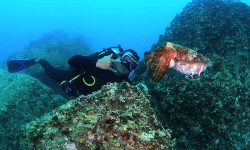 Nha Trang : Scuba Diving Experience for Certified Dive - Key Points