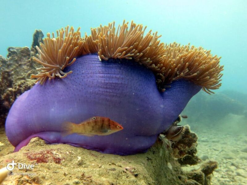 Nha Trang: Scuba Diving Experience for Non-Certified Divers - Activity Restrictions